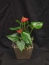 Hearts Anthurium From Rogue River Florist, Grant's Pass Flower Delivery